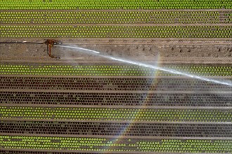 A field is artificially irrigated, water is sprayed onto the field via an irrigation system, field