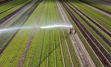 A field is artificially irrigated, water is sprayed onto the field via an irrigation system, field