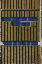 Top down aerial view of a photovoltaic plant arranged in symmetric rows, AI generated