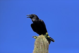 Chihuahuan raven (Corvus cryptoleucus), adult, calling, on saguaro cactus, Sonoran Desert, Arizona,