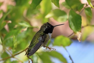 Costacolibri, (Calypte costae), adult, male, in perch, Sonora Desert, Arizona, North America, USA,