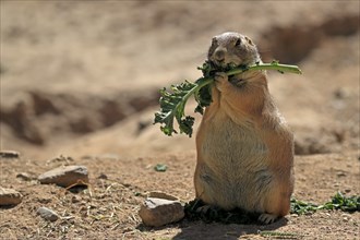 Black-tailed prairie dog (Cynomys ludovicianus), adult, feeding, standing upright, Sonoran Desert,