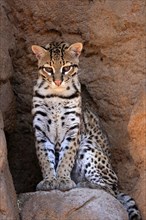 Ocelot (Leopardus pardalis), adult, sitting, at the den, alert, Sonora Desert, Arizona, North