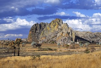 Eroded sandstone rock formation, rocky outcrop at Isalo National Park, Ihorombe Region,