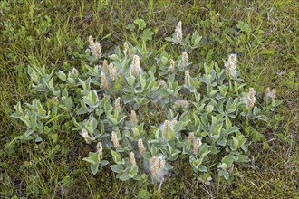 Woolly willow (Salix lanata), subarctic species of willow, deciduous shrub native to Iceland,