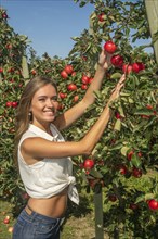 Young attractive blonde smiling woman picking apple in Scania fruit district, Kivik, Österlen,