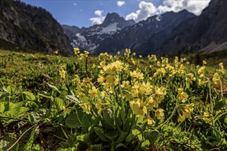 Meadow common cowslip (Primula veris) backlit in front of mountains, spring, Falzthurntal,