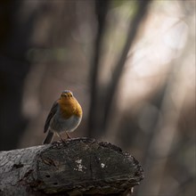 European robin (Erithacus rubecula) sitting on a sawn-off tree trunk, nature photography, animal,