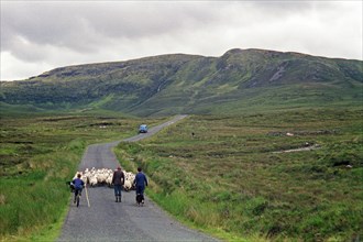 Sheep on the road, farmer, farmer's sons, boy, child, bicycle, County Donegal, Republic of Ireland,