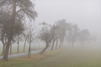 Foggy field path near Rathewalde in Saxon Switzerland, Rathewalde, Saxony, Germany, Europe