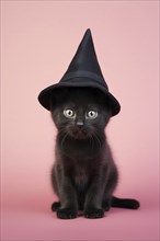 Cute young black cat with Halloween costume witch hat in front of pink studio background. KI