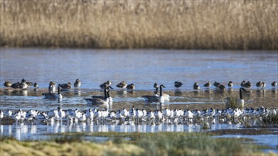 Canada Goose, Branta canadensis birds on frozen marshes