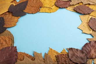 Composition with yellow and brown autumn leaves on blue pastel background. side view, still life,