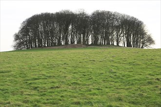 Beech trees on Furze Knoll, Morgan's Hill, North Wessex Downs, Wiltshire, England, UK