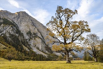 Maple tree with autumn leaves, autumn landscape in Rißtal, Großer Ahornboden, Engalpe, Eng,