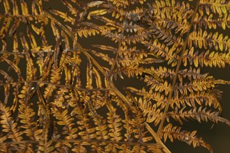 Bracken (Pteridium aquilinum) golden frond and leaves in the autumn, Suffolk, England, United