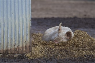 Domestic pig (Sus scrofa domesticus) adult farm animal resting on hay next to its pigsty, England,