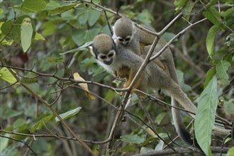 Golden-backed squirrel monkey, Saimiri ustus, carrying a juvenile on the back, Amazon basin,