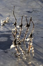 Winter, icy plants, Dresden, Saxony, Germany, Europe