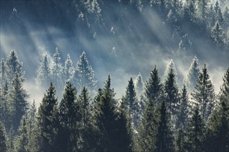 Fog and forest in Oberägeri in the canton of Zug, Switzerland, Europe