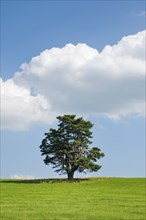 Old pine tree in Oberägeri, Canton Zug, Switzerland, Europe