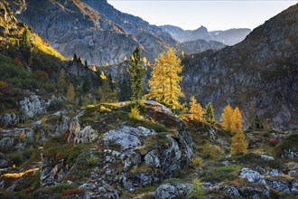 Autumn-coloured larches in rugged alpine terrain, Valais, Switzerland, Europe