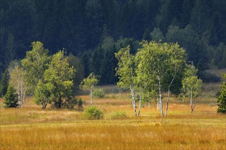 Vegetation in the Rothenthurm raised bog. Canton Schwyz, Switzerland, Europe