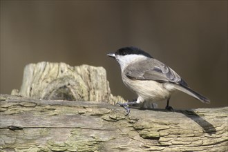 Willow tit (Poecile montanus, Parus montanus) perched on wooden fence