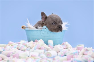 Cute small French Bulldog dog puppy in bucket on blue background with marshmallow sweets