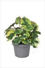 Potted multicolored 'Houttuynia Cordata Chameleon' plant on white background