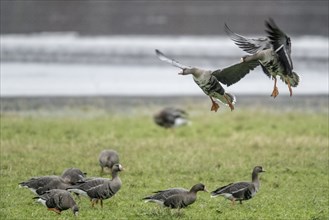 Greater white-fronted geese (Anser albifrons), landing, Emsland, Lower Saxony, Germany, Europe