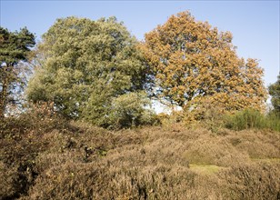 Quercus ilex evergreen oak and Quercus Robur English oak, heathland autumn, Shottisham, Suffolk,