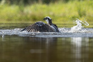 Western osprey (Pandion haliaetus) hunting, Aviemore, Scotland, Great Britain