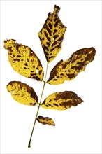 Autumn-coloured leaf of a walnut (Juglans regia), tree, free-standing, Vechta, Lower Saxony,