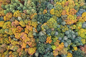 Mixed forest in autumn, colouring, aerial view, forest, autumnal, Ahlhroner Fischteiche,