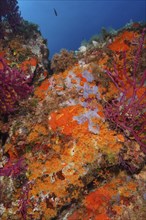 Yellow cluster anemone (Parazoanthus axinellae) and orange upholstery sponge (Reniera fulva) in the