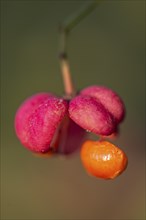 European spindle bush (Euonymus europaeus), seeds on fruit capsule, Emsland, Lower Saxony, Germany,