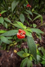 Kissing mouth plant (Palicourea elata), formerly (Psychotria elata), plant with red flower,