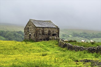 Sheeps and Farms in Yorkshire Dales National Park, North Yorkshire, England, United Kingdom, Europe