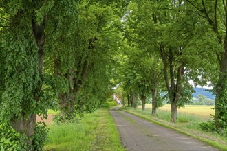 Lindenallee to the Neelhof Estate Rinteln Germany