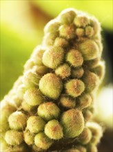 Chestnut, common horse-chestnut (Aesculus hippocastanum), young inflorescence, flower buds, fine