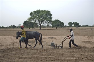 Two boys are ploughing the sandy soil with the help of a horse Gambia