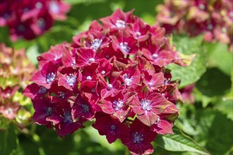 Hydrangea flower (Hydrangea), close up, Bavaria, Germany, Europe