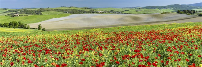 Landscape around San Quirico dOrcia, Val d'Orcia, Orcia Valley, UNESCO World Heritage Site,