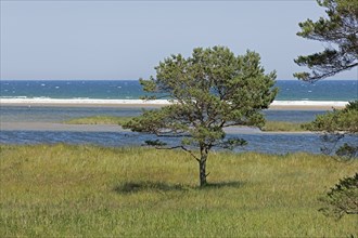 Pine, reed grass, Baltic Sea, Fukareksee, circular hiking trail, nature reserve, Darßer Ort, Born a