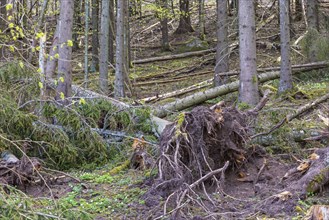 Fallen spruce trees with a windthrow in a forest after a storm