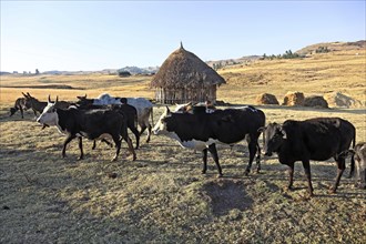 Europia district, cattle and donkeys at a farm, Ethiopia, Africa