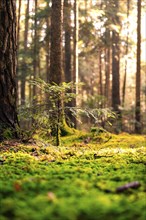 A young tree in the forest is illuminated by soft sunlight, Unterhaugstett, Black Forest, Germany,