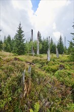 Vegetation with Norway spruce (Picea abies) and colored European blueberry (Vaccinium myrtillus) on