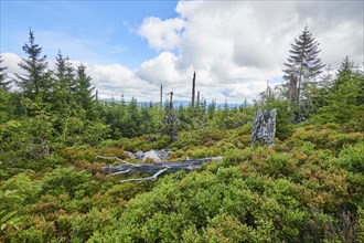 Vegetation with Norway spruce (Picea abies) and colored European blueberry (Vaccinium myrtillus) on